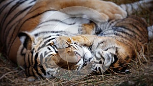 tigress with cub. tiger mother and her cub