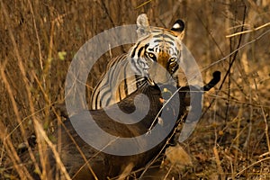 Tigress dragging the cattle kill in the bushes