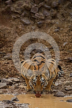 Tigress drinking water