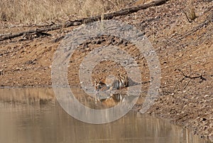 Tigress drinking water at Tadoba Tiger reserve Maharashtra,India