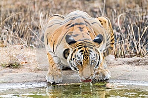 Tigress drinking water at water hole