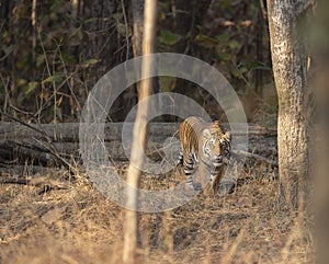 Tigress in a early Morning light at Pench national Park,Madhya Pradesh