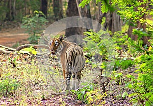 Tigress in the forest