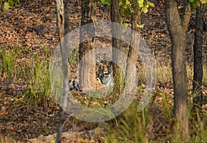 Tigress Framed