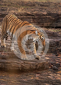 Tigress getting down the rock at Ranthambore Tiger Reserve, India