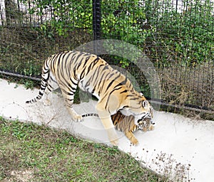 Tigress grasp cub, Safari Park Taigan, Crimea.