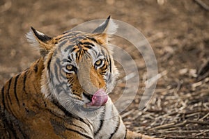 A tigress grooming herself at Ranthambore National Park