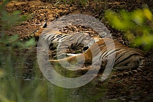 Tigress and her cub sleeping in the forest
