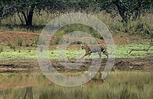 Tigress and her reflection in water at Tadoba Tiger reserve Maharashtra,India