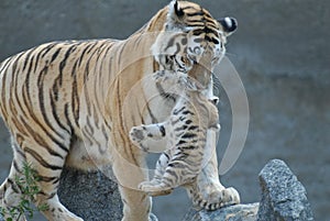 Tigress hides cub.