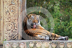 Tigress licking grooming herself