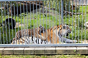a tigress living in a zoo