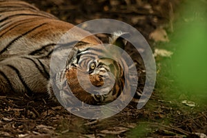 tigress lying on the forest floor