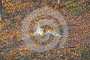 Tigress lying on the ground, resting. Russia. the Amur tiger.