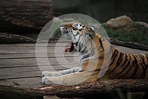 Tigress lying on a wooden platform