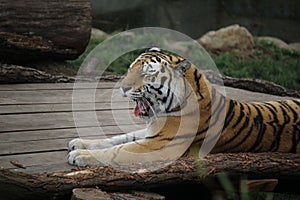 Tigress lying on a wooden platform