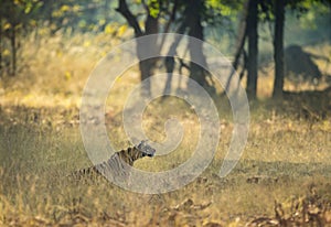 Tigress Maya Stalking in a grass at Tadoba Andhari Tiger Reserve,Maharashtra,india