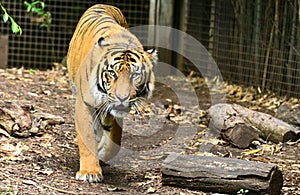 Tigress at Melbourne zoo