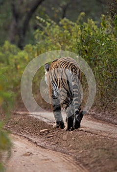 Tigress moving away on the mud track, Ranthambore Tiger Reserve