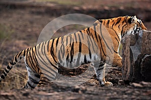 Tigress moving behind the rock , Ranthambore Tiger Reser