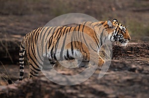 Tigress moving on the rock at Ranthambore Tiger Reserve, India