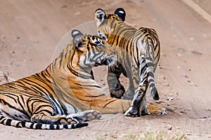 Tigress Noor with cub