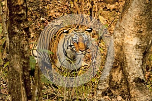 Tigress, Panthera Tigris, Pench National Park, Maharashtra, India