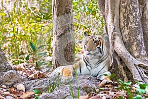 Tigress portrait photo