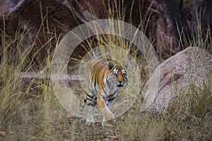 Tigress on the prowl