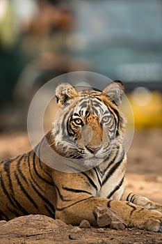 A tigress after quenching her thirst in hot summer at Ranthambore National Park