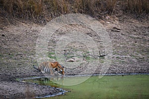 A tigress quenching her thrust in hot summer