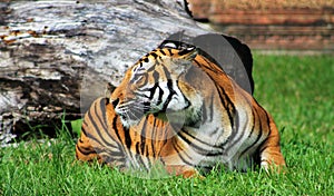 Tigress resting on green grassy field at zoo