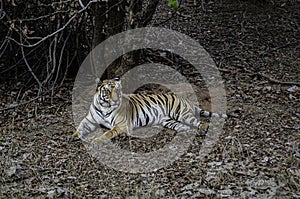 Tigress resting under the shade of a tree.