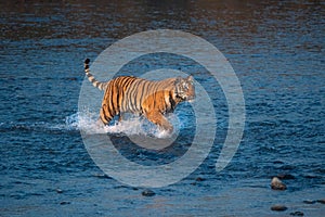 Tigress running through Ramganga river in pursuit of prey on a winter evening
