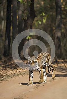 Tigress seen at Bandhavgarh National Park, Madhya Pradesh, India