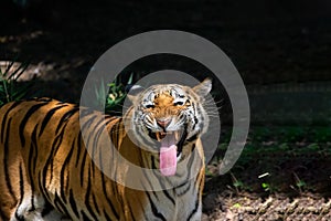 Tigress Showing Flehmen response with tongue out