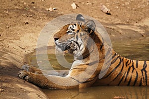 Tigress sitting in water cooling off photo