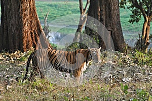 A tigress standing in the forest
