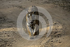 Tigress on a stroll in the forest.