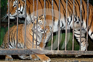 Tigress with tiger cub in a zoo cage