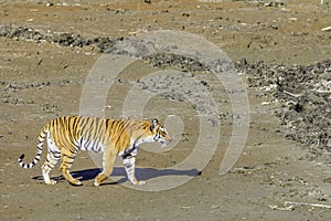 Tigress walking across a riverbed photo
