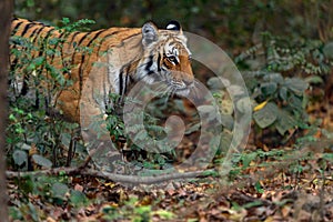 Tigress walking in dense forest