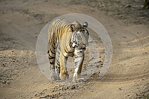 Tigress walking down a path in Bandhavgarh