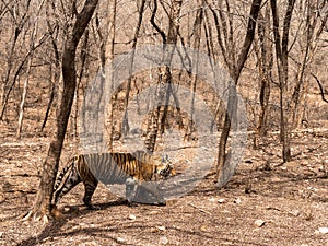 Tigress walking through the dry deciduous forest of Ranthambhore on a summer afternoon