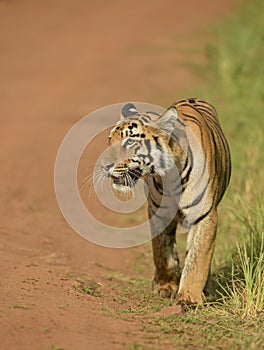 Tigress walking on a forest train in a beautiful Evening Light