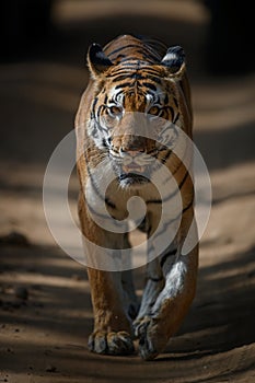 Tigress walking head-on under dramatic lighting of sal forest