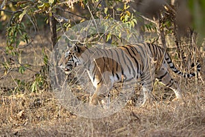 Tigress walking in a tall grass at Pench national Park,Madhya Pradesh