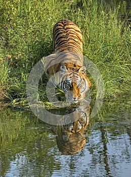 Tigress at waterhole