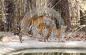 Tigress with a young Cub photo