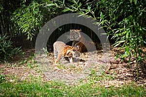 A tigress with a young tiger lying in the bushes